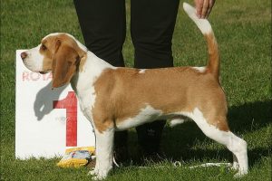 Razas de Perros de Caza: Beagle