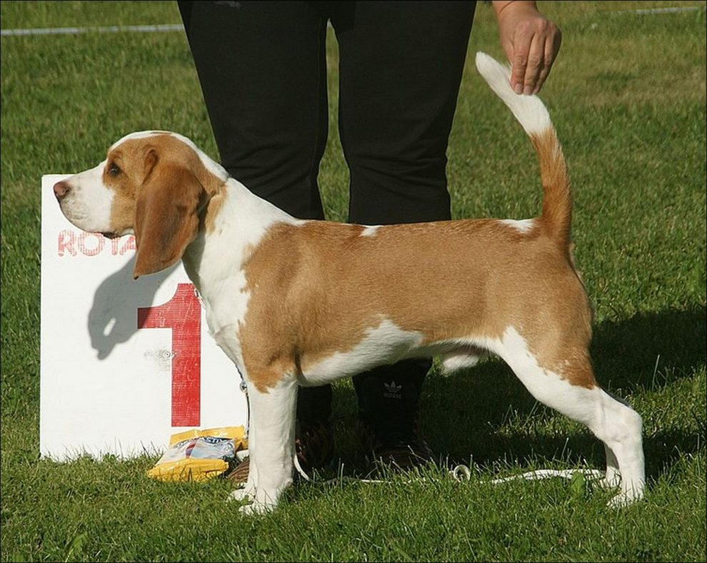 Razas de Perros de Caza: Beagle