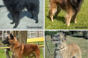 Razas de Perros de Defensa, Guardia y Utilidad: Ovejeros Belgas Groenendael, Tervueren, Malinois y Lakenois