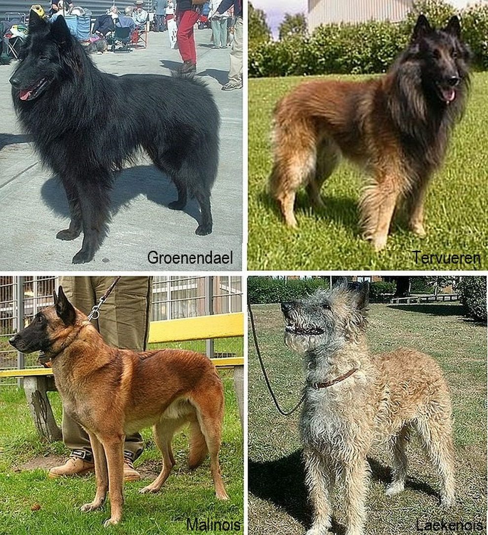 Razas de Perros de Defensa, Guardia y Utilidad: Ovejeros Belgas Groenendael, Tervueren, Malinois y Lakenois