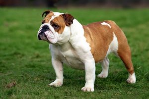 Razas de Perros de guardia, defensa y utilidad: Bulldog ingles