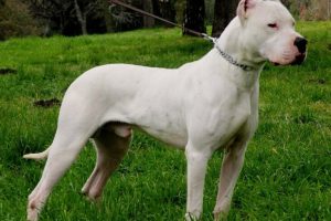 Razas de Perros de Caza: Dogo argentino