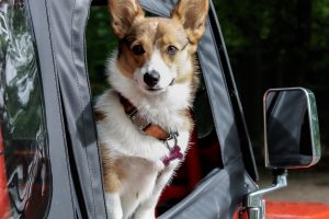 Vacaciones: el perro y el automóvil