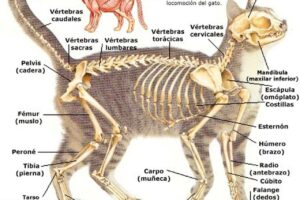 Anatomía del Gato
