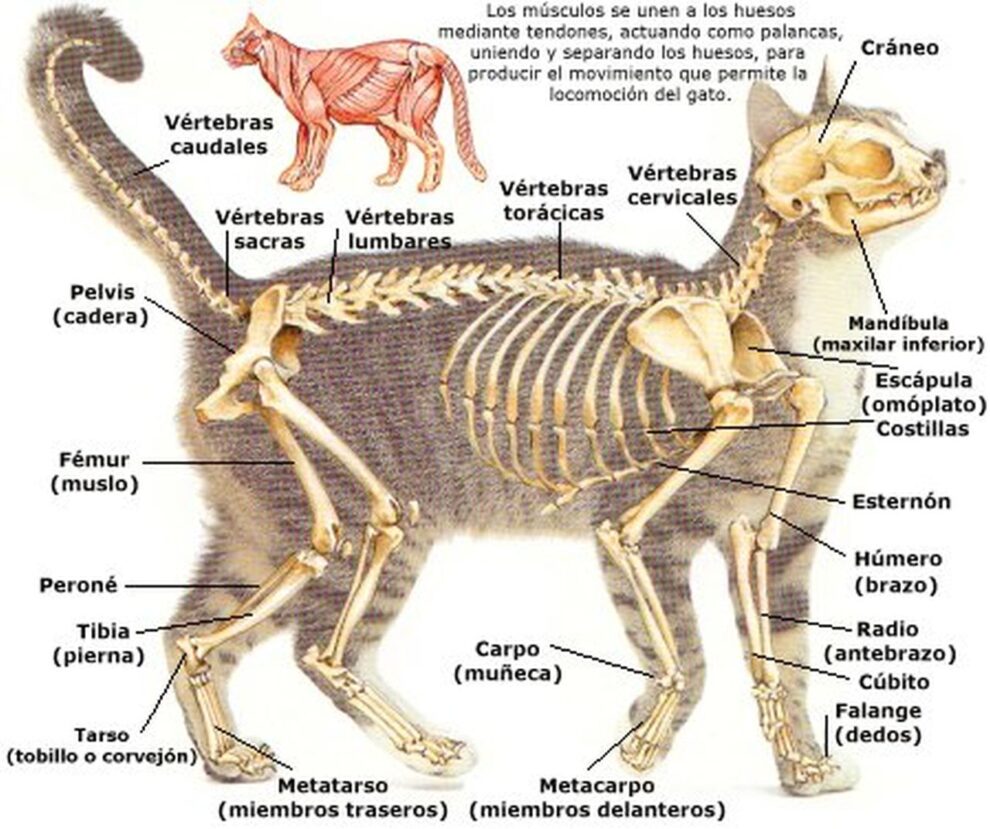 Anatomía del Gato