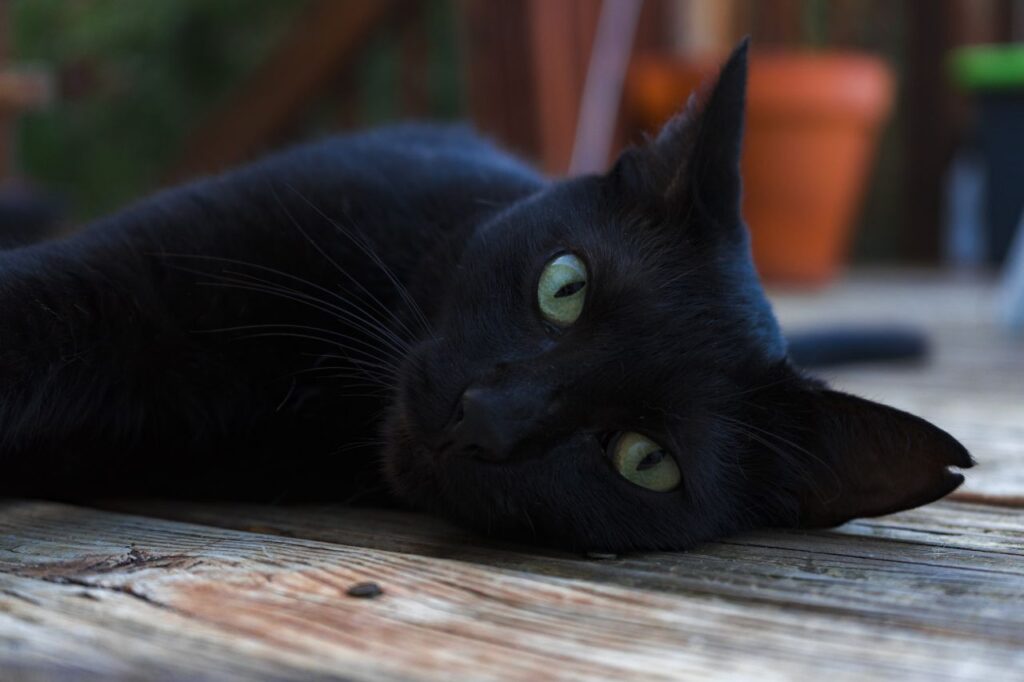 Gato Negro