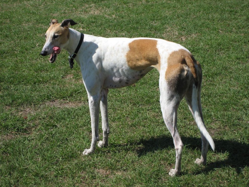 Lebreles: Greyhound