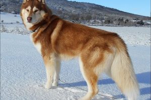 Razas de Perros de Ovejeros, Guardianes, de Defensa y Utilidad: Husky siberiano