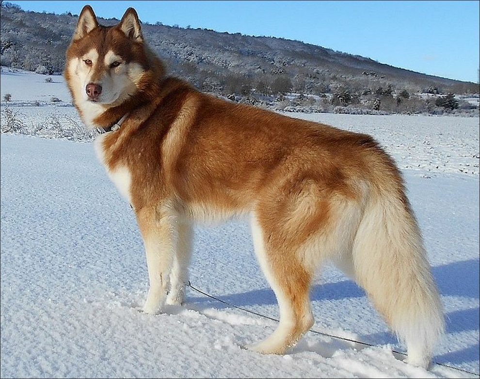 Razas de Perros de Ovejeros, Guardianes, de Defensa y Utilidad: Husky siberiano