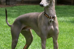 Lebreles: Italian Greyhound