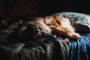 La cama del perro