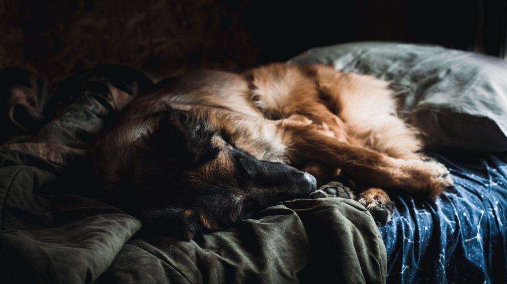 La cama del perro