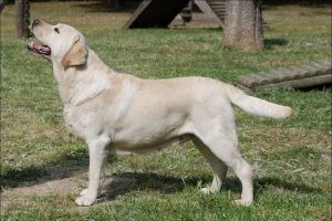 Razas de Perros de Caza: Labrador retriever