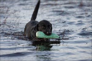 Razas de Perros de Caza: Labrador retriever