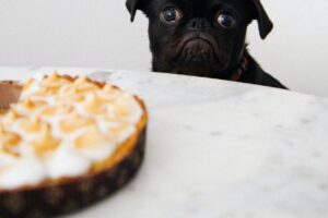 Mitos en alimentacion de mascotas