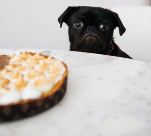 Mitos en alimentacion de mascotas