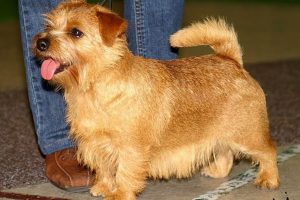Perro de Caza Norfolk terrier