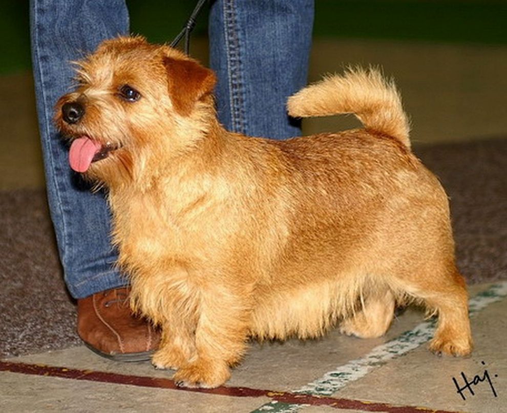 Perro de Caza Norfolk terrier