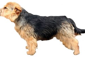 Perro de caza Norwich Terrier