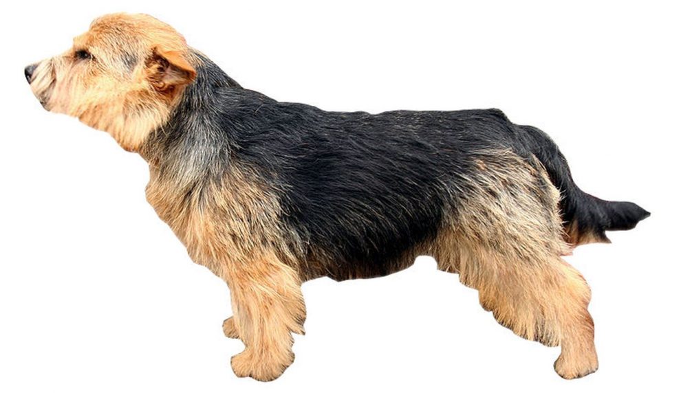 Perro de caza Norwich Terrier