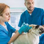 Plan de Vacunación en el Perro