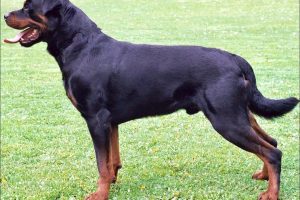 Razas de Perros de Ovejeros, Guardianes, de Defensa y Utilidad: Rottweiler