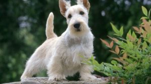 Perro de Caza Scottish Terrier