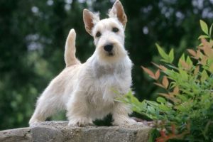 Perro de Caza Scottish Terrier
