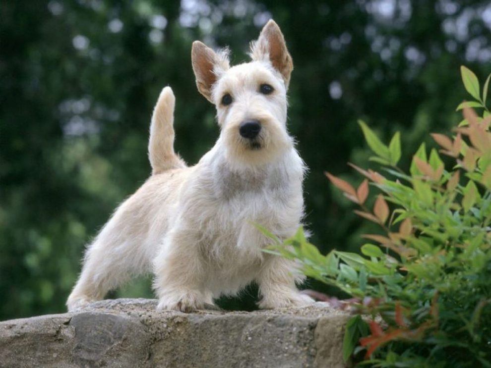 Perro de Caza Scottish Terrier