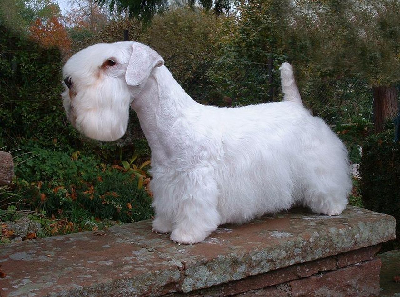 los lakeland terriers son buenos con los gatos