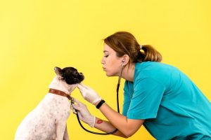 Constantes fisiológicas y signos vitales en perros y gatos