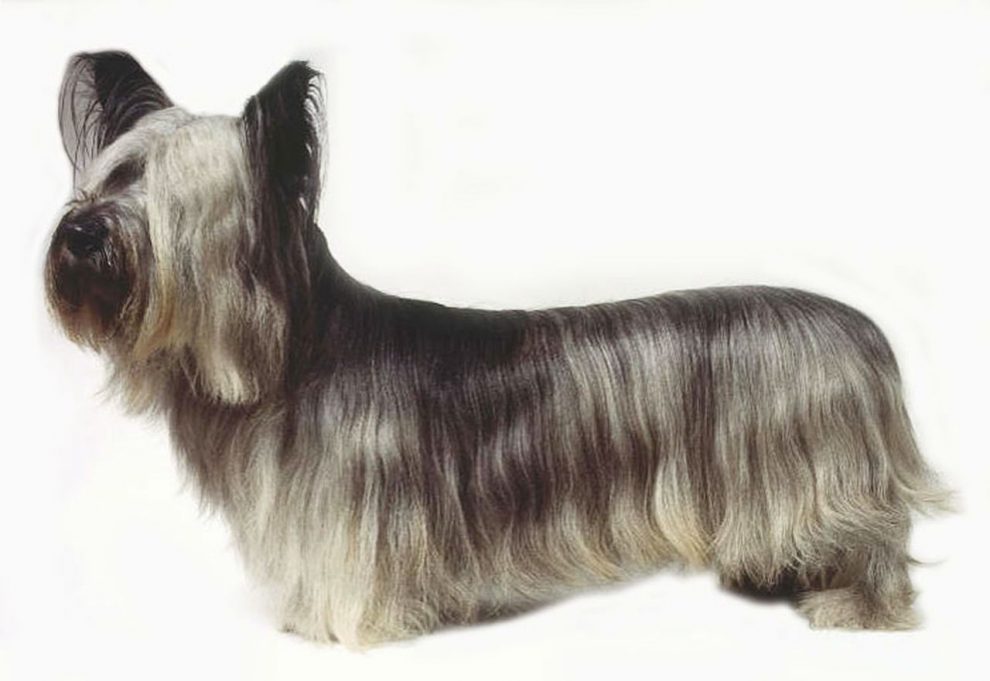 Perro de Caza Skye terrier