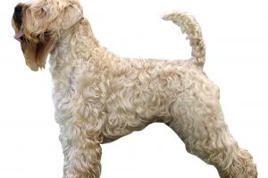 Perro de Caza Soft Coated Wheaten Terrier