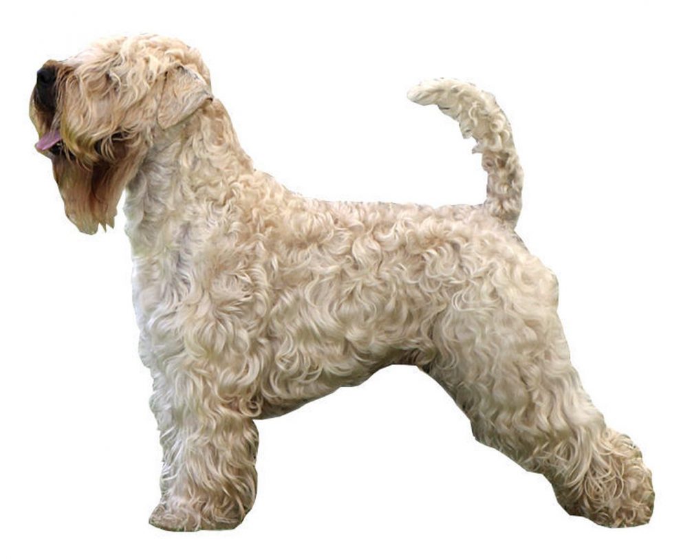 Perro de Caza Soft Coated Wheaten Terrier