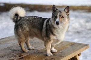 ovejero sueco, perro de defensa, guardia y utilidad
