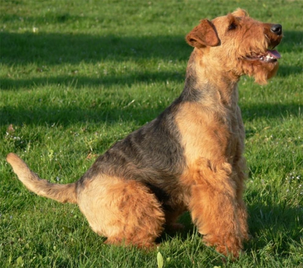 Perro de Caza Welsh terrier