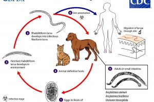 Ancylostomiasis en Perros y Gatos