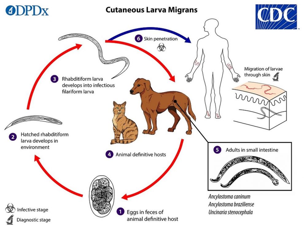 Ancylostomiasis en Perros y Gatos