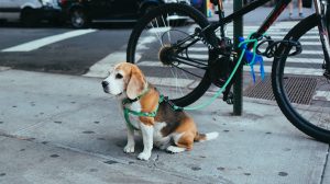 Los accidentes en las mascotas