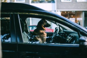 Traumatismo por auto en Perros