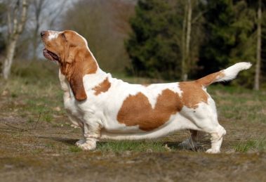Perro de Caza Basset hound