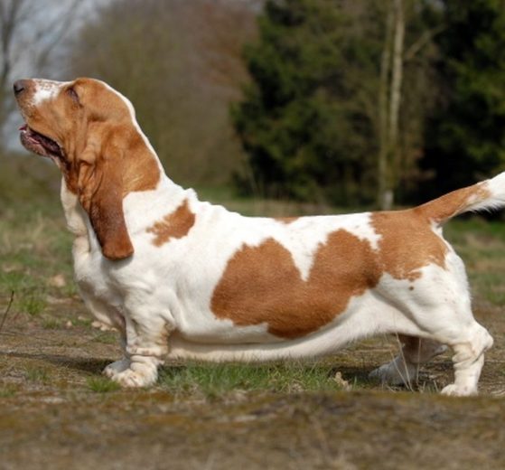 Perro de Caza Basset hound