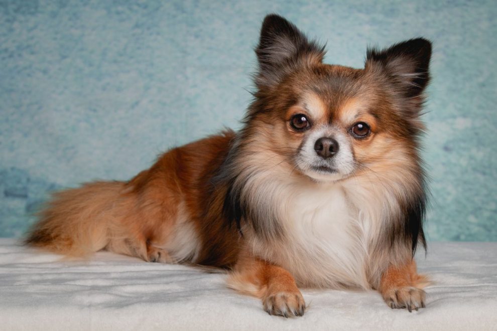 Razas de Perros de Compañia: Chihuahua