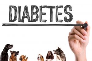 Diabetes mellitus en Perros y Gatos