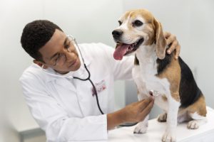 Enfermedades del corazón en el Perro y el Gato
