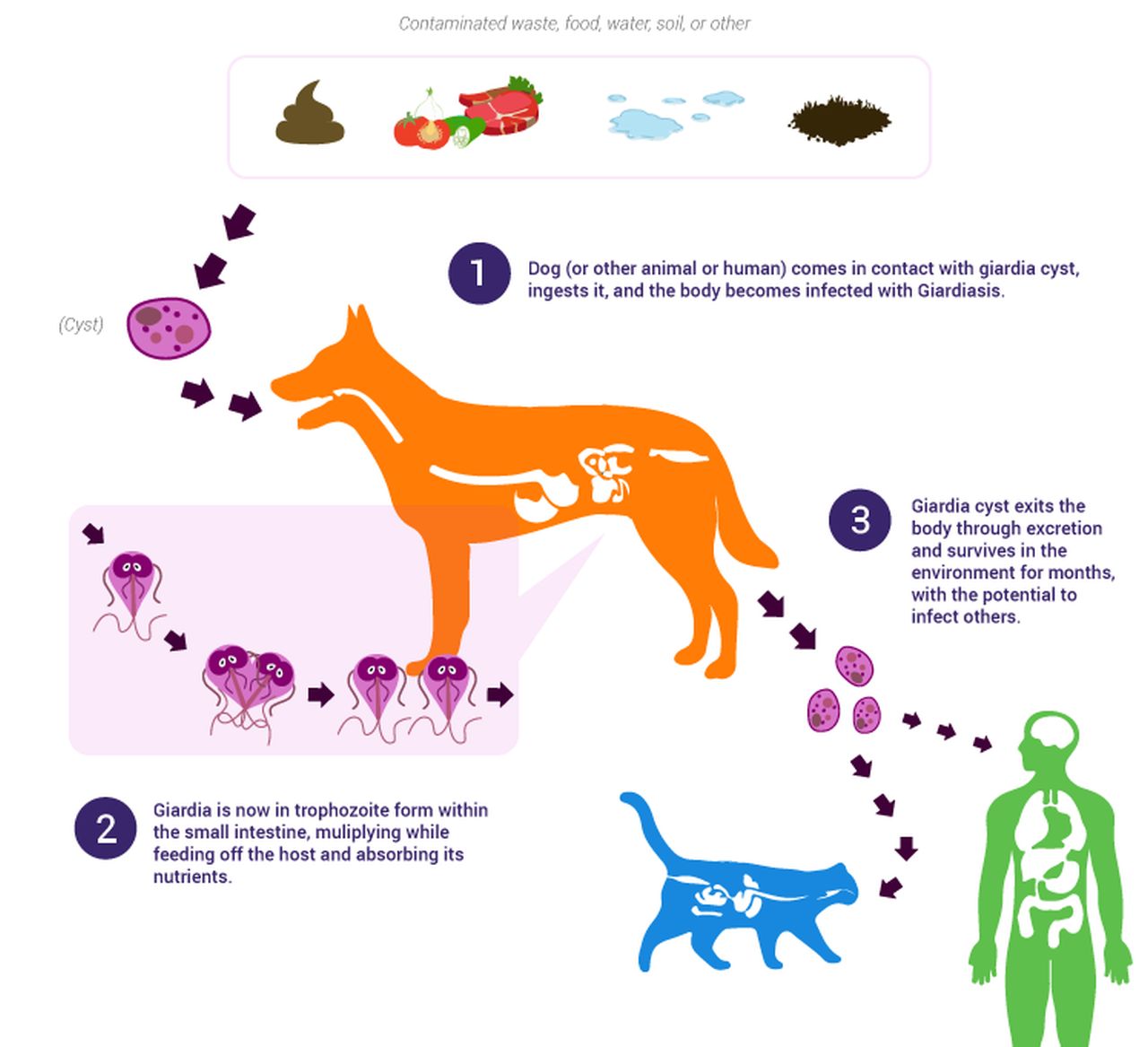 Giardiasis en perros y gatos