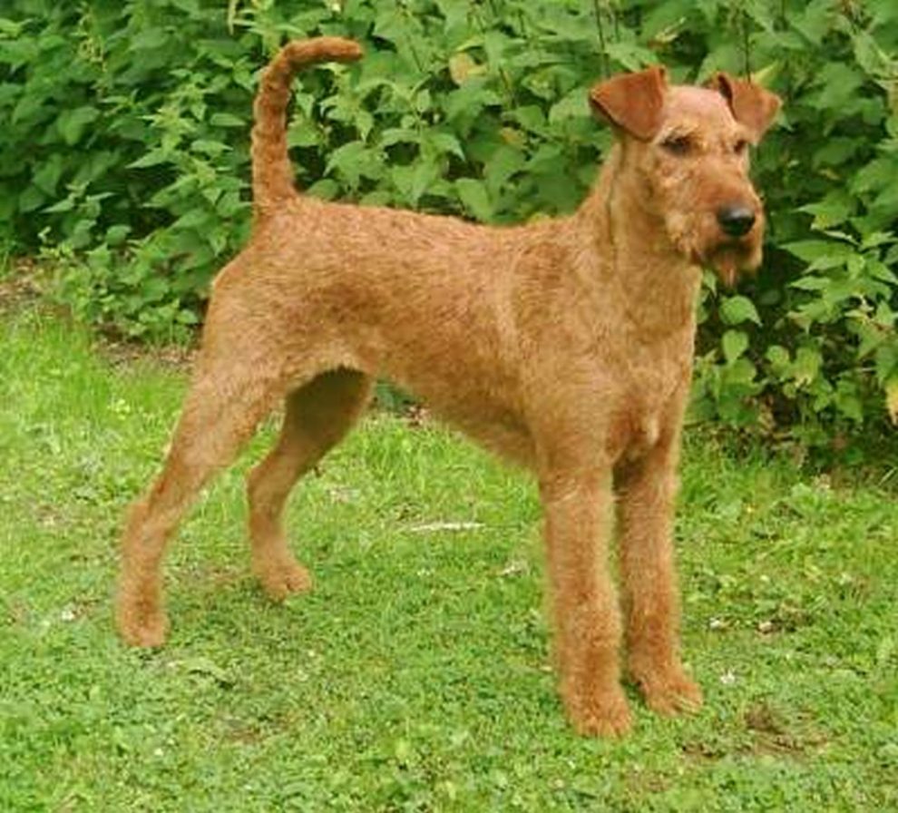 irish terrier perro de caza