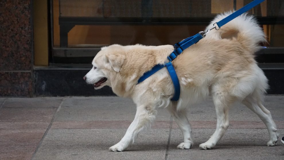 La Correa del Perro