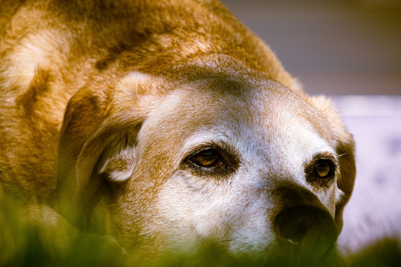 a que edad los perros empiezan a perder dientes