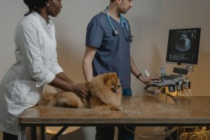 Calidad en la atención veterinaria